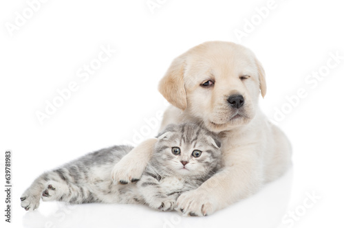 Young Golden retriever puppy hugs a tiny tabby kitten. isolated on white background