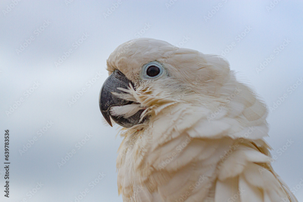 A cockatoo that perches on a tree, a free-flying bird.