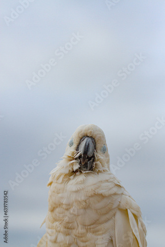 Fototapeta Naklejka Na Ścianę i Meble -  A cockatoo that perches on a tree, a free-flying bird.