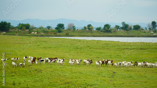 Goats grazing in the green field. At PASAK CHONLASIT DAM Thailand.