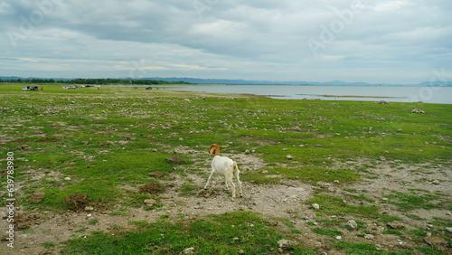 Goats grazing in the green field. At PASAK CHONLASIT DAM Thailand. photo