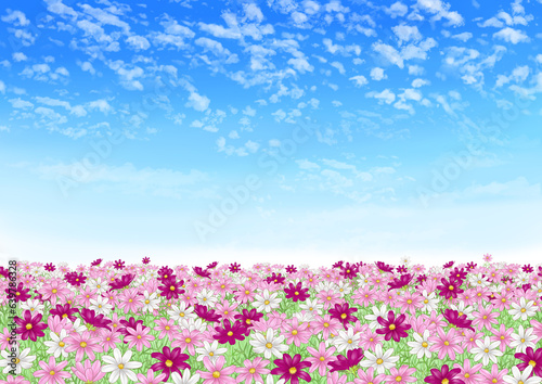 Blue sky and cosmos field  red  pink and white 