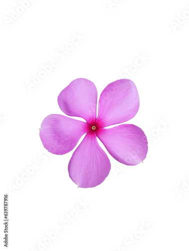 pink frangipani flower isolated on white