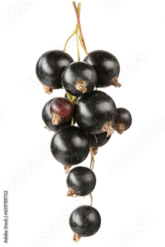 Black currant branch isolated on white background . File contains clipping path.