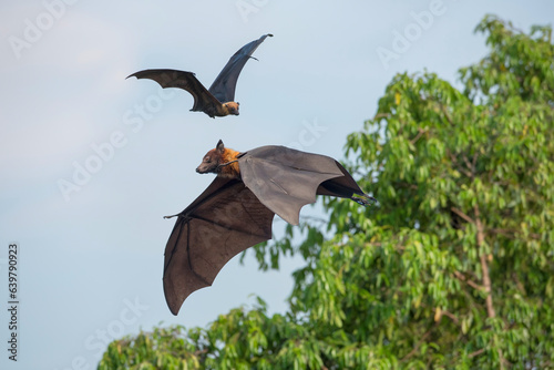 Lyle's flying fox flying on blue sky, big bats