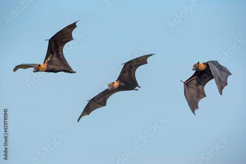 Lyle's flying fox flying on blue sky, big bats