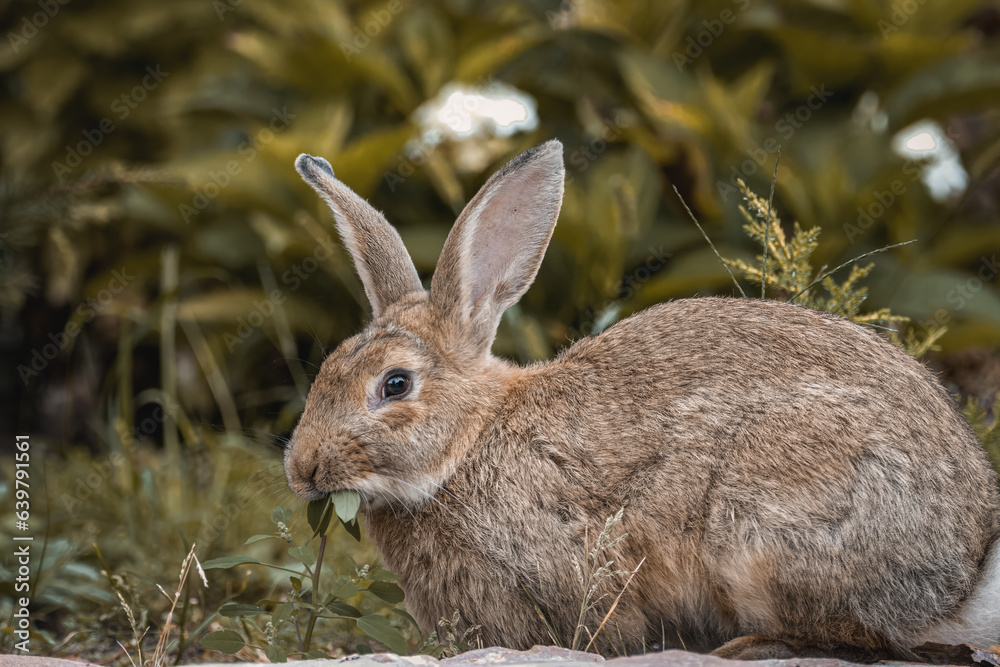 A female European rabbit eats green grass towards the camera lens. Close-up portrait of a cute rabbit on a summer morning. A female European rabbit eats green grass towards the camera lens. Close-up portrait of a cute rabbit on a summer morning.