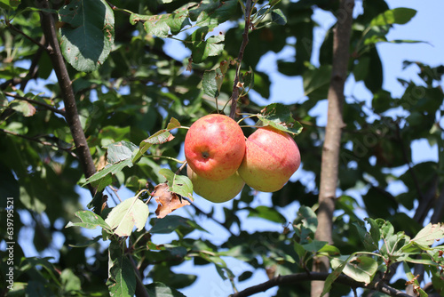 Apples in the tree summer time