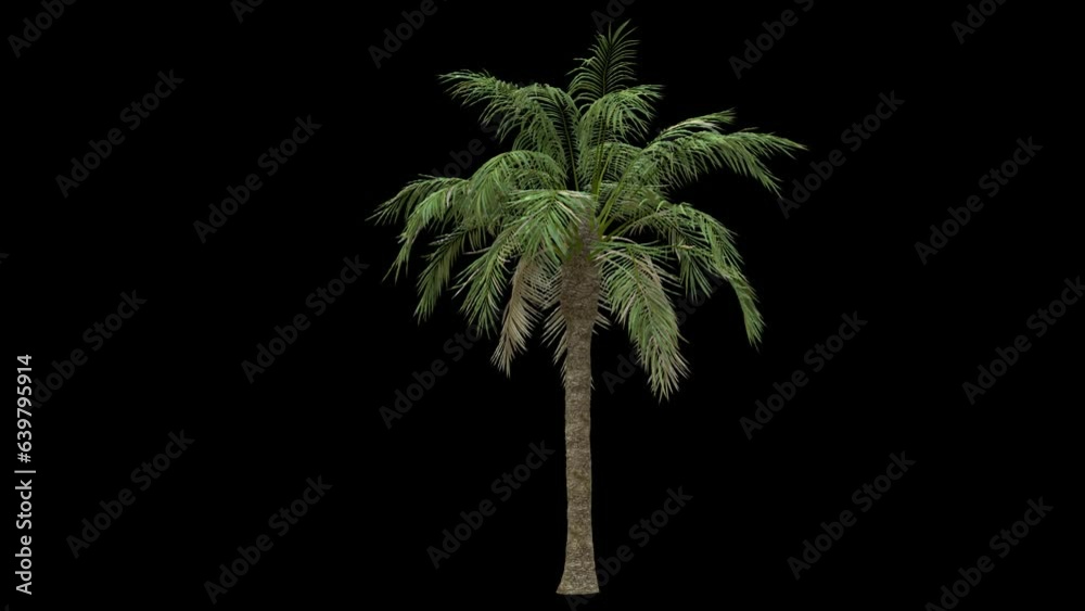 Breezy palm tree with straight trunk fully isolated with alpha channel