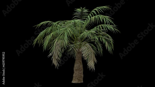 Breezy Short palm tree fully isolated with alpha channel