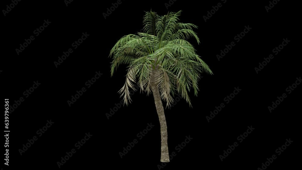 Windy palm tree fully isolated with alpha channel