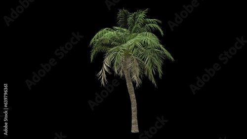 Windy palm tree fully isolated with alpha channel