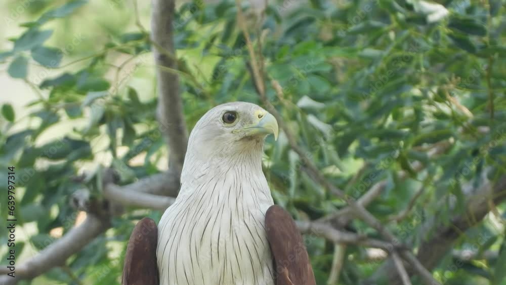 Extreme close up shot Red backed sea eagle bird Perched on a tree Extreme close up shot Red backed sea eagle bird Perched on a tree
