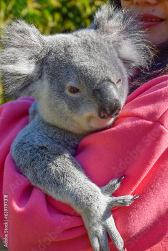 koala with people,woman hugging koala,embrace koala, hugging  animals,Woman hugging koala on forest background,Women pink shirt.