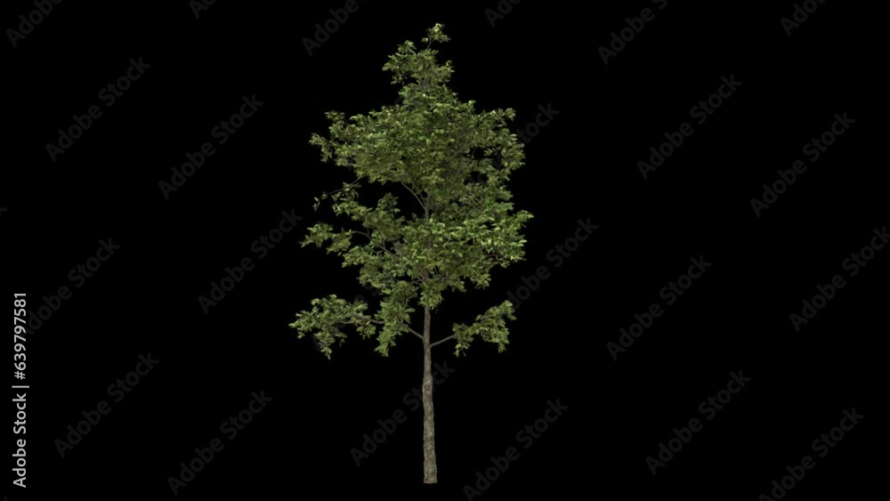 Breezy small cultivated tree fully isolated with alpha channel.