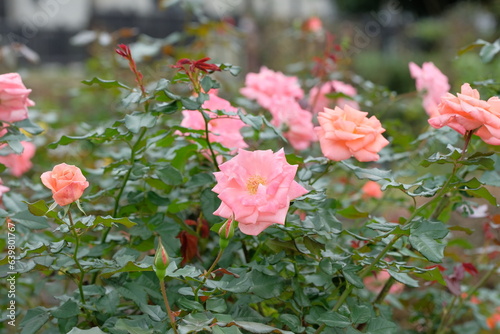 Kalinka rose in full blooming	 photo