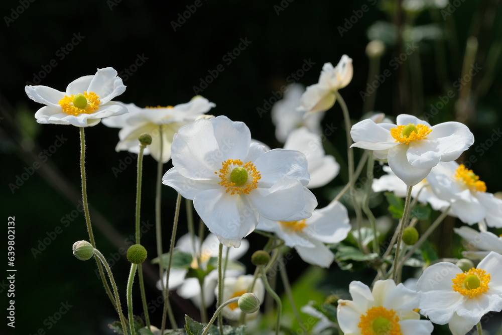 Japanese thimbleweed in full blooming Japanese thimbleweed in full blooming