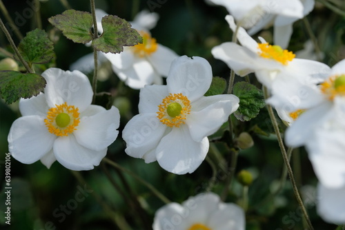 Japanese thimbleweed in full blooming