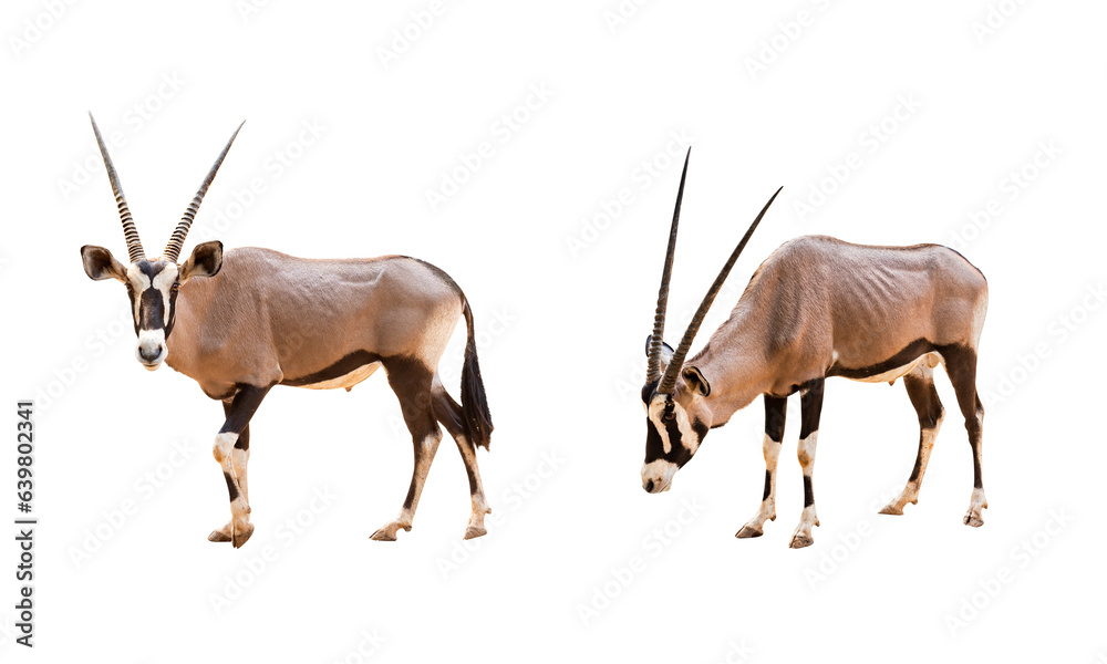 Collection, Wild Arabian Oryx leucoryx,Oryx gazella or gemsbok isolated  on transparent background. large antelope in nature habitat, Wild animals in the savannah. Animal with big straight antler horn - obrazy, fototapety, plakaty 