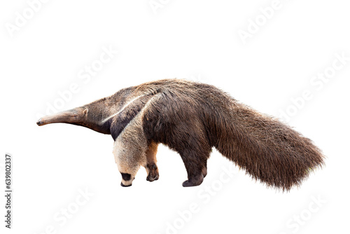 Giant anteater isolated on transparent background. png file. Anteater zoo animal walking facing side. Giant Anteater, Myrmecophaga tridactyla, animal with long tail ane long nose. photo