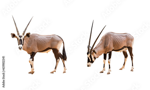 Collection, Wild Arabian Oryx leucoryx,Oryx gazella or gemsbok isolated  on transparent background. large antelope in nature habitat, Wild animals in the savannah. Animal with big straight antler horn photo