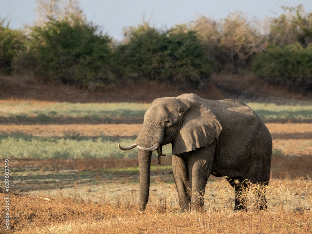 Fototapeta premium Elephant 2