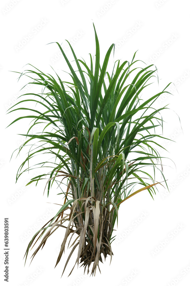 Fototapeta premium PNG sugar cane plant transparent background