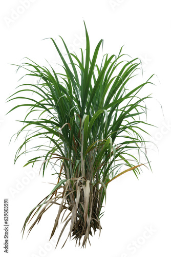 PNG sugar cane plant transparent background