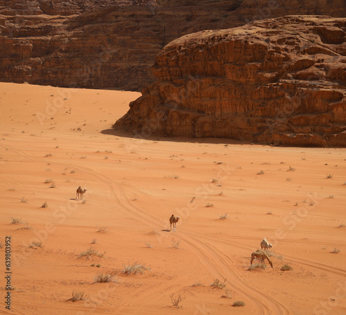 Walking camels in Wadi Rum © Tristan