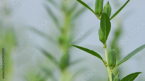 Sesame Seeds plant (Sesamum indicum) is a flowering plant in the genus Sesamum, cultivated for its edible seeds.Oil . photo