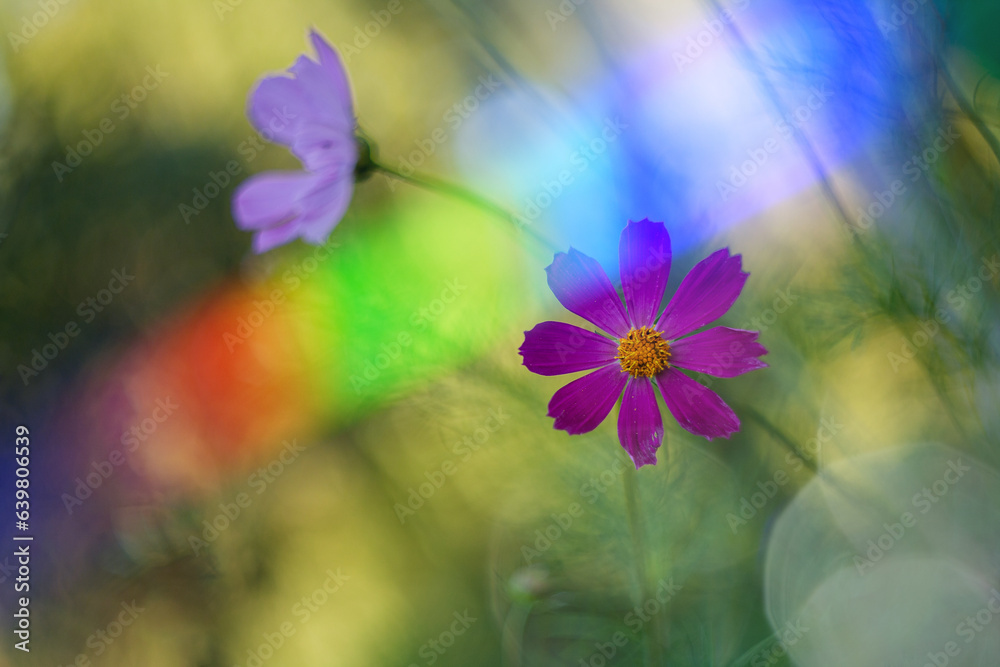 Close-up of spring flowers at sunset and in the rays of different colors of the rainbow, on the background of the garden and green grass and in the rain drops Close-up of spring flowers at sunset and in the rays of different colors of the rainbow, on the background of the garden and green grass and in the rain drops