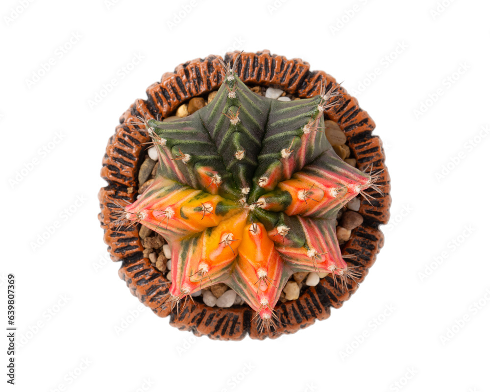 Top view of Colorful Gymnocalycium cactus growing in a pot isolated on white background.