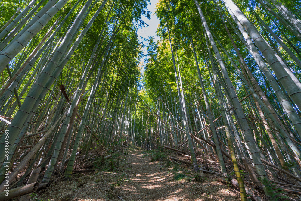 竹林