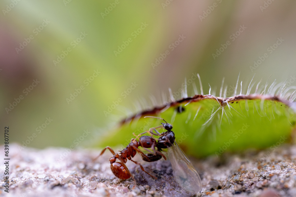 Eine Ameise transportiert eine kleine Fliege