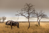 Lone wildebeest in the savannah, near a tree in Etosha National Park, Namibia