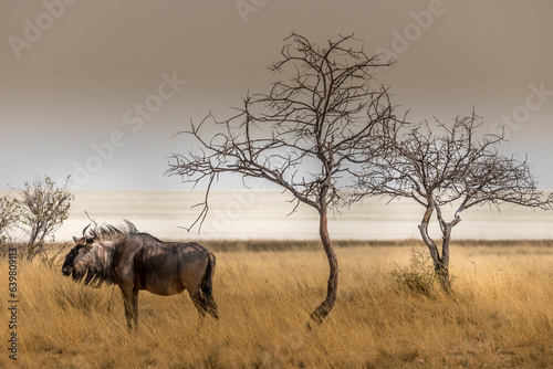 Lone wildebeest in the savannah, near a tree in Etosha National Park, Namibia