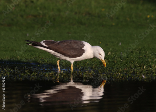 Canvas Print Lesser black-backed gull