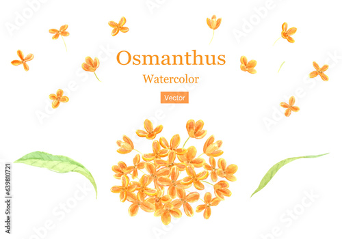 水彩で描いたキンモクセイの素材セット　ベクターイラスト