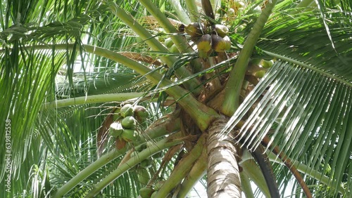 The Fresh Coconuts On The green coconut Tree