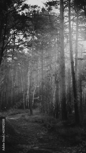 Stimmungsvolles SW-Bild