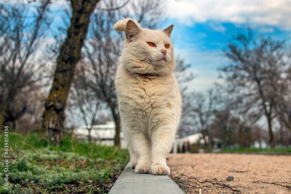 White cat proudly walks along the curb