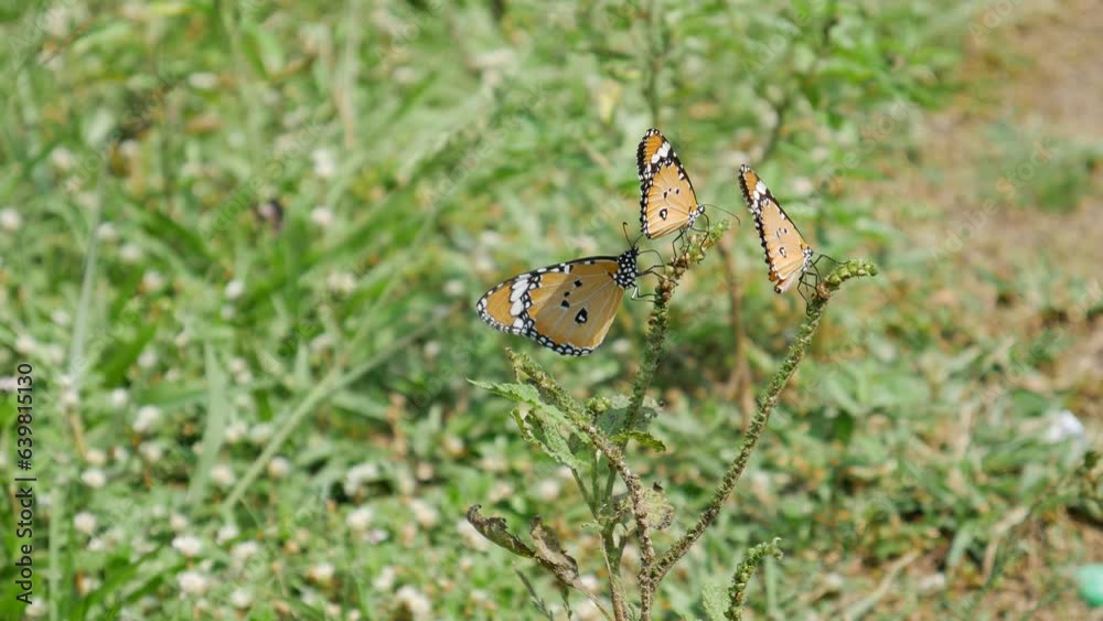 Three Butterflies on a top of green Plant in the grass field, natural insect on footage scene. Three Butterflies on a top of green Plant in the grass field, natural insect on footage scene.