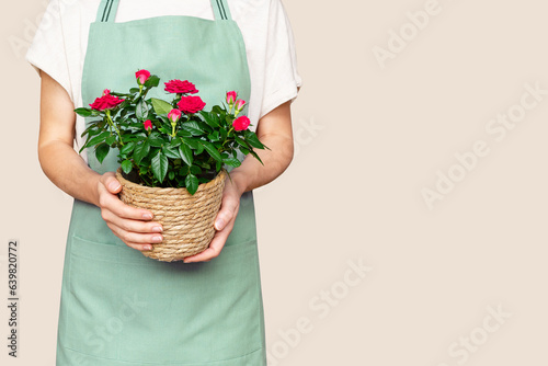 Fényképezés Isolated woman gardner wearing apron holding potted red roses in hands