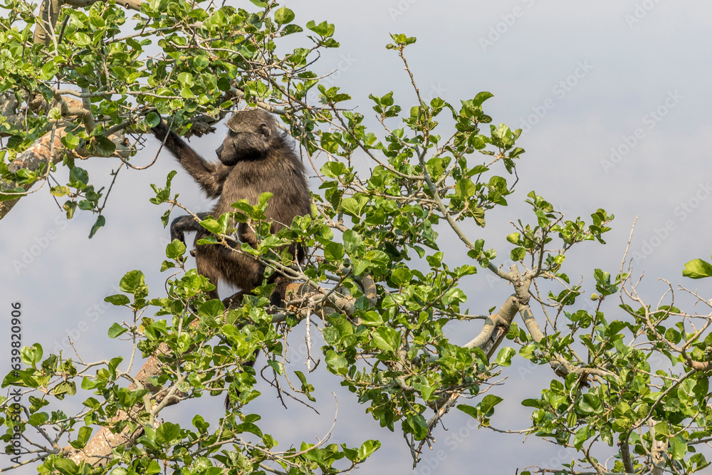 Baboon on the Waterberg plateau, Namibia