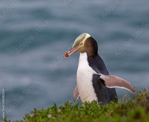 A close up portrait of an adult Yellow-eyed penguin or hoiho (Megadyptes antipodes) at the Katiki Point breeding colony, in South Island, New Zealand. An endangered species, endemic to New Zealand.  photo