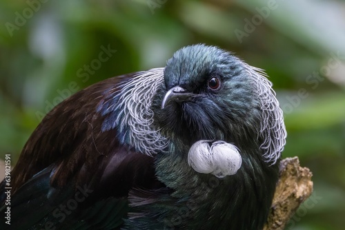 A close-up portrait of a Tui (Prosthemadera novaeseelandiae),  a famous New Zealand endemic honeyeater, showing the white feathers on breast, in blurred green background, in North Island, New Zealand photo