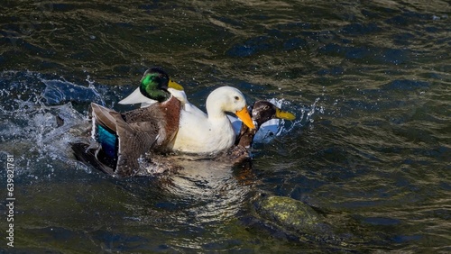 A male mallard (Anas platyrhynchos) and a male white domestic (pekin) duck raping a female hybrid brown domestic duck, in the Water of Leith, Dunedin, New Zealand
