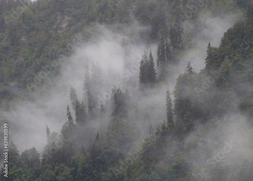 Fog creeping over a mountain forest on a rainy summer day.