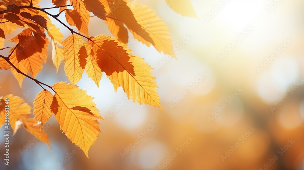 autumn abstract background, elm branch with yellow leaves on a background with a copy space, october sky autumn abstract background, elm branch with yellow leaves on a background with a copy space, october sky