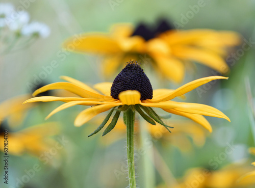 Rudbeckia Hirta. wild flower in nature. beautiful yellow flowers. floral background. big spring or summer flower. Rudbeckia hirta, Marmelade, is a nice garden plant, close-up photo